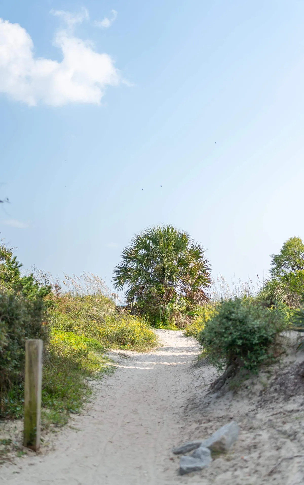 A picturesque sand path winds through lush green vegetation, flanked by a tall palm tree and other tropical foliage. The scene captures the serene, easy access from the property to Hilton Head Island’s pristine beaches, inviting guests to stroll toward the shore.